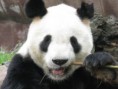 /album/fotogaleria/panda-jpg1/